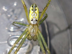 Cyrtophora guangxiensis