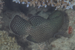 Epinephelus ongus