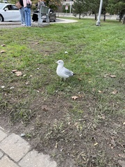 Larus delawarensis