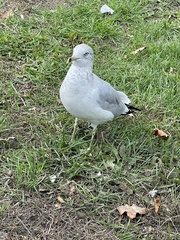 Larus delawarensis
