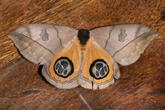 Automeris liberia