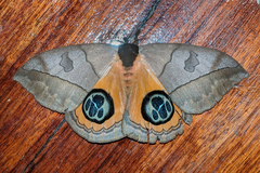 Automeris liberia