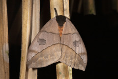 Automeris liberia
