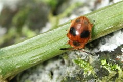 Stenotarsus
