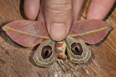 Leucanella apollinairei