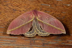 Leucanella apollinairei