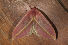 Leucanella apollinairei