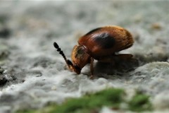 Stenotarsus