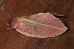 Leucanella apollinairei
