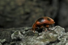 Stenotarsus