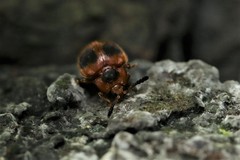 Stenotarsus