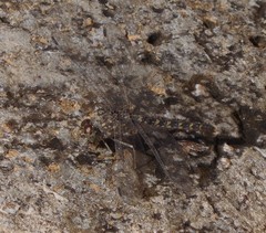 Bradinopyga strachani