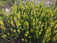 Aspalathus cliffortiifolia