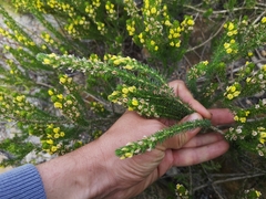 Aspalathus cliffortiifolia