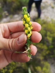 Aspalathus cliffortiifolia