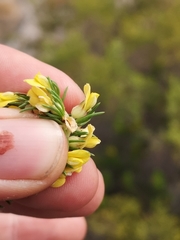 Aspalathus cliffortiifolia