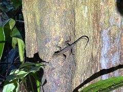 Anolis marsupialis