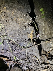 Anolis marsupialis