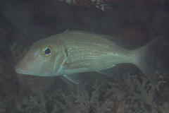 Lethrinus semicinctus