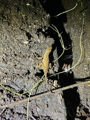 Anolis marsupialis