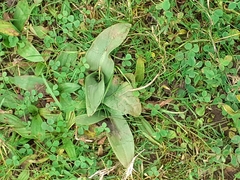Ophrys apifera
