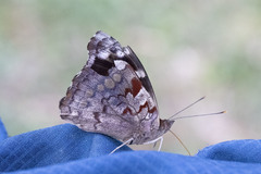 Eunica amycla