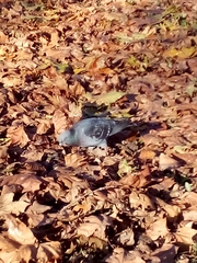 Columba livia domestica