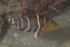 Redbreasted Wrasse photo 5