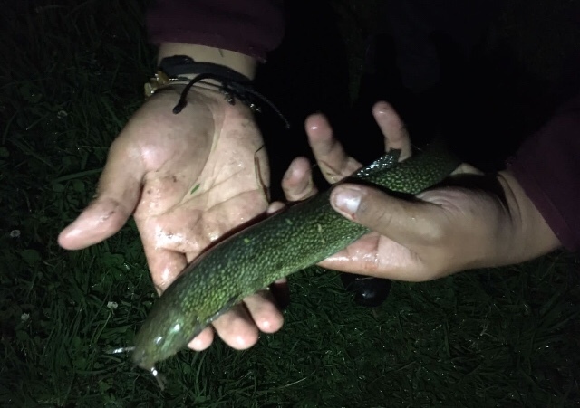 Capitan catfish (Eremophilus mutisii) — Trichomycteridae