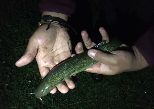 Capitan catfish (Eremophilus mutisii) — Trichomycteridae