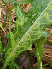 Phytomyza syngenesiae group