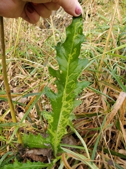 Phytomyza syngenesiae group