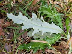 Phytomyza syngenesiae group