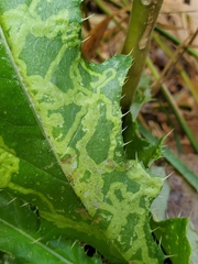 Phytomyza syngenesiae group