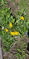 Taraxacum officinale