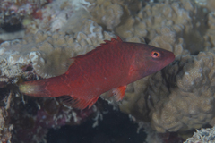 Oxycheilinus digramma