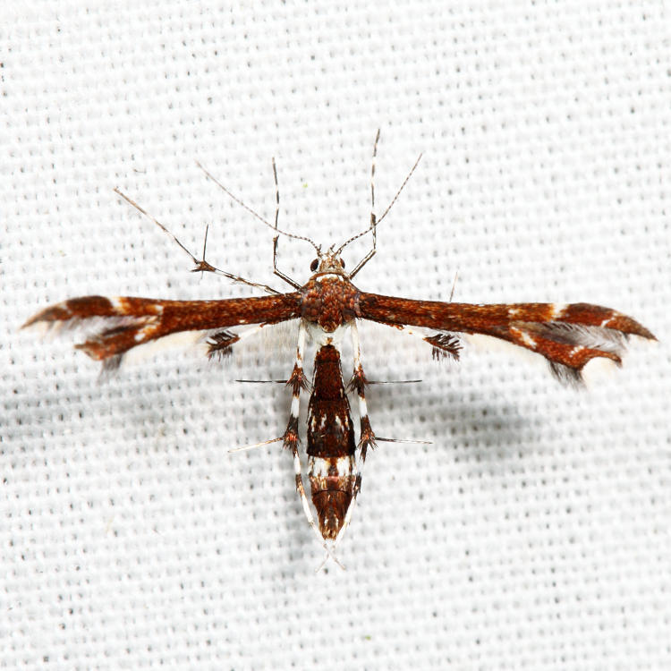Himmelman's Plume Moth