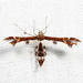 Geina tenuidactylus - Photo (c) Tom Murray,  זכויות יוצרים חלקיות (CC BY-NC), הועלה על ידי Tom Murray