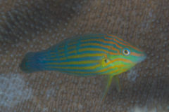 Halichoeres melanurus