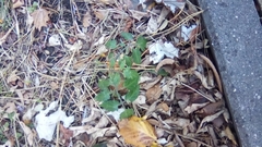 Solanum lycopersicum
