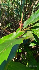 Alpinia kawakamii