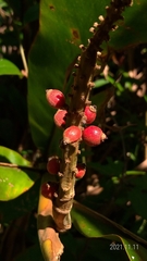 Alpinia kawakamii