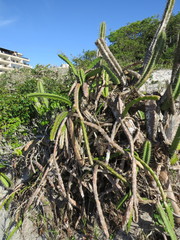 Selenicereus setaceus