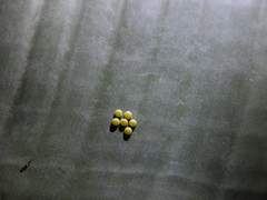 Erionota torus