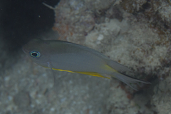 Amblyglyphidodon orbicularis