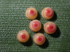Erionota torus