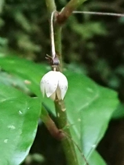 Lysimachia ardisioides