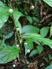 Lysimachia ardisioides