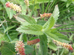 Acalypha peduncularis