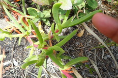 Carpobrotus deliciosus